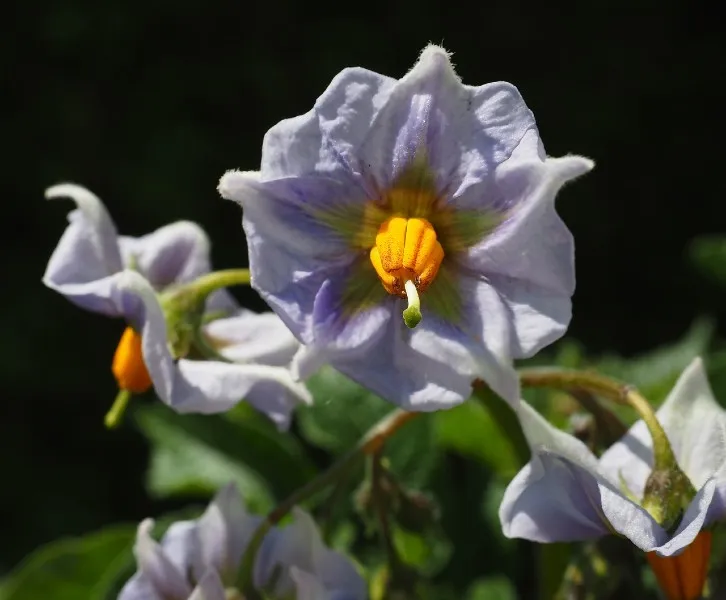 Purple-potato-flower-Pixabay-1