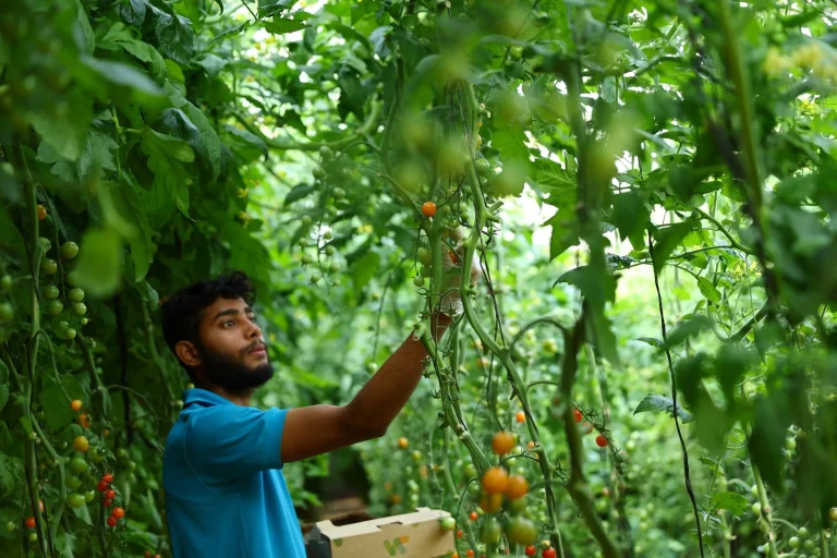 UAE to grow more food locally under strategy update