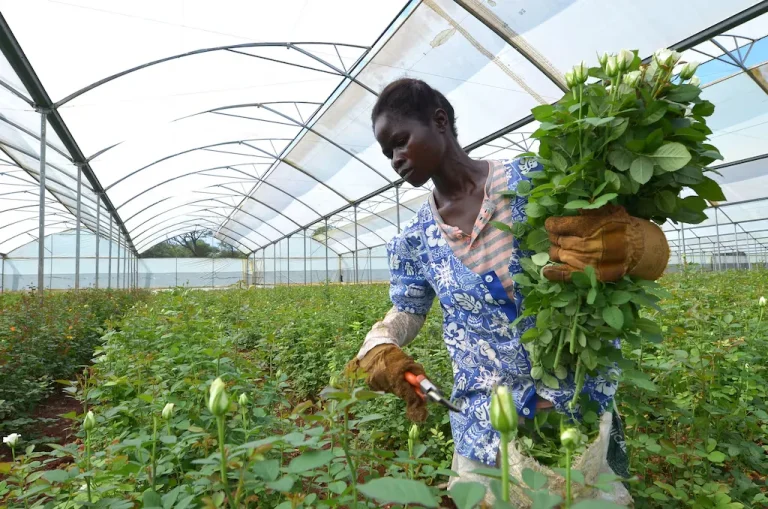 3 priorities for global food security: Investing in farmers, technology and resilient supply chains